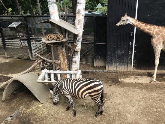 キリンやシマウマといった定番の動物もいる