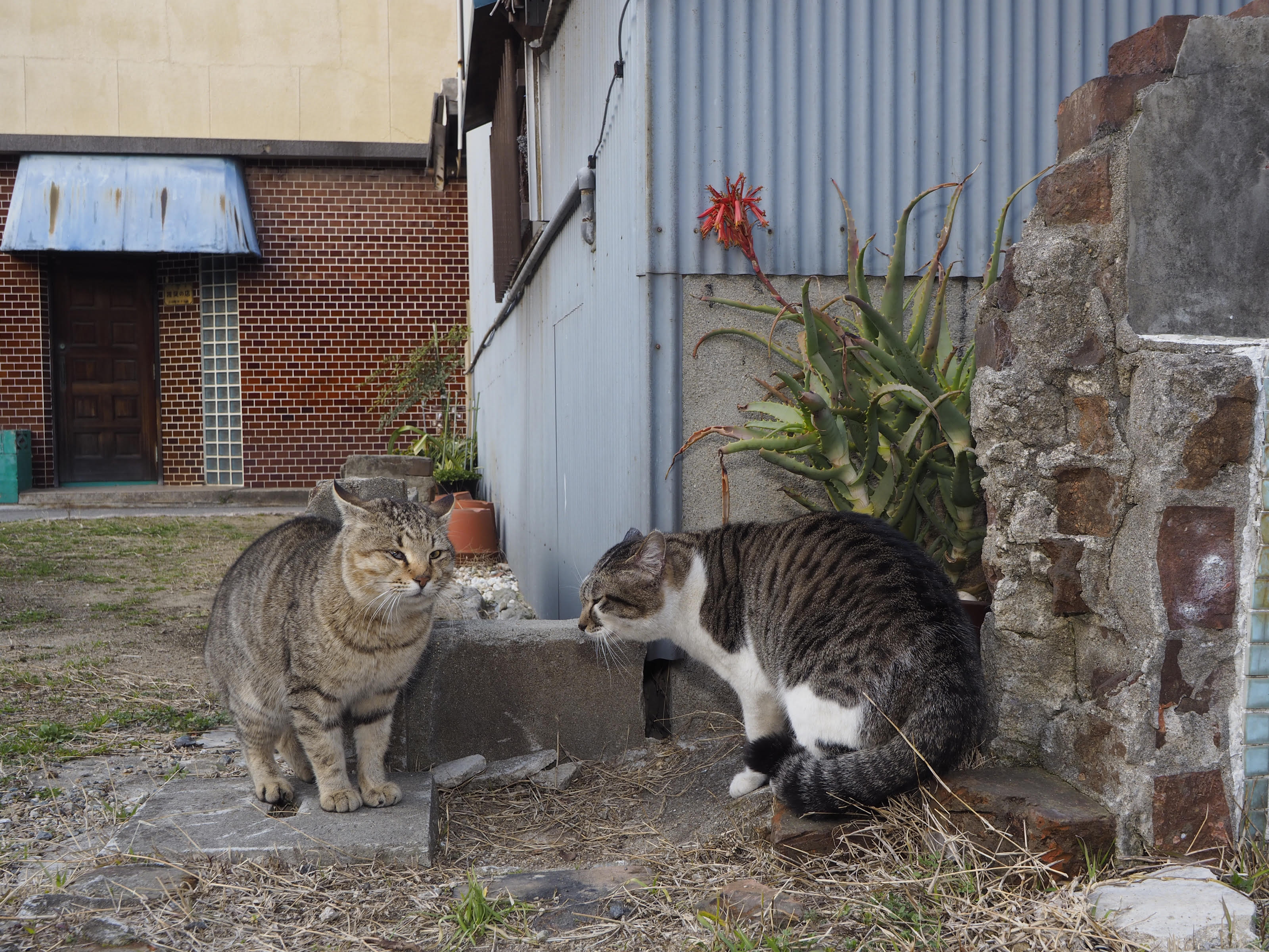 野良猫マニアの好きな街