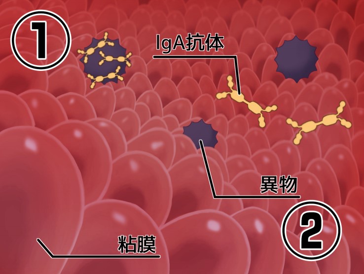 唾液力の鍛え方