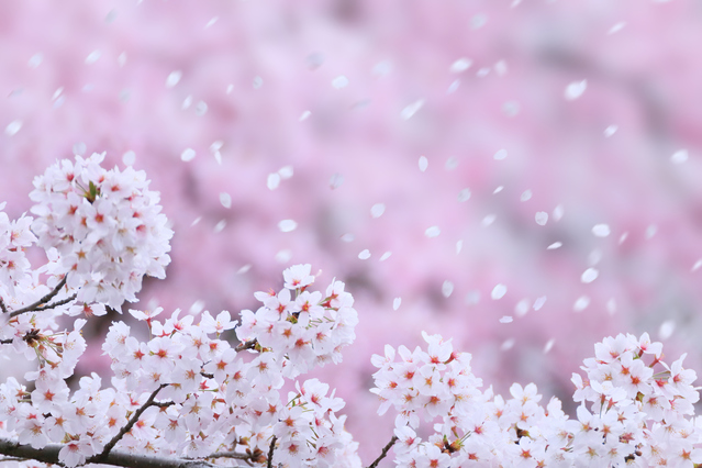 桜