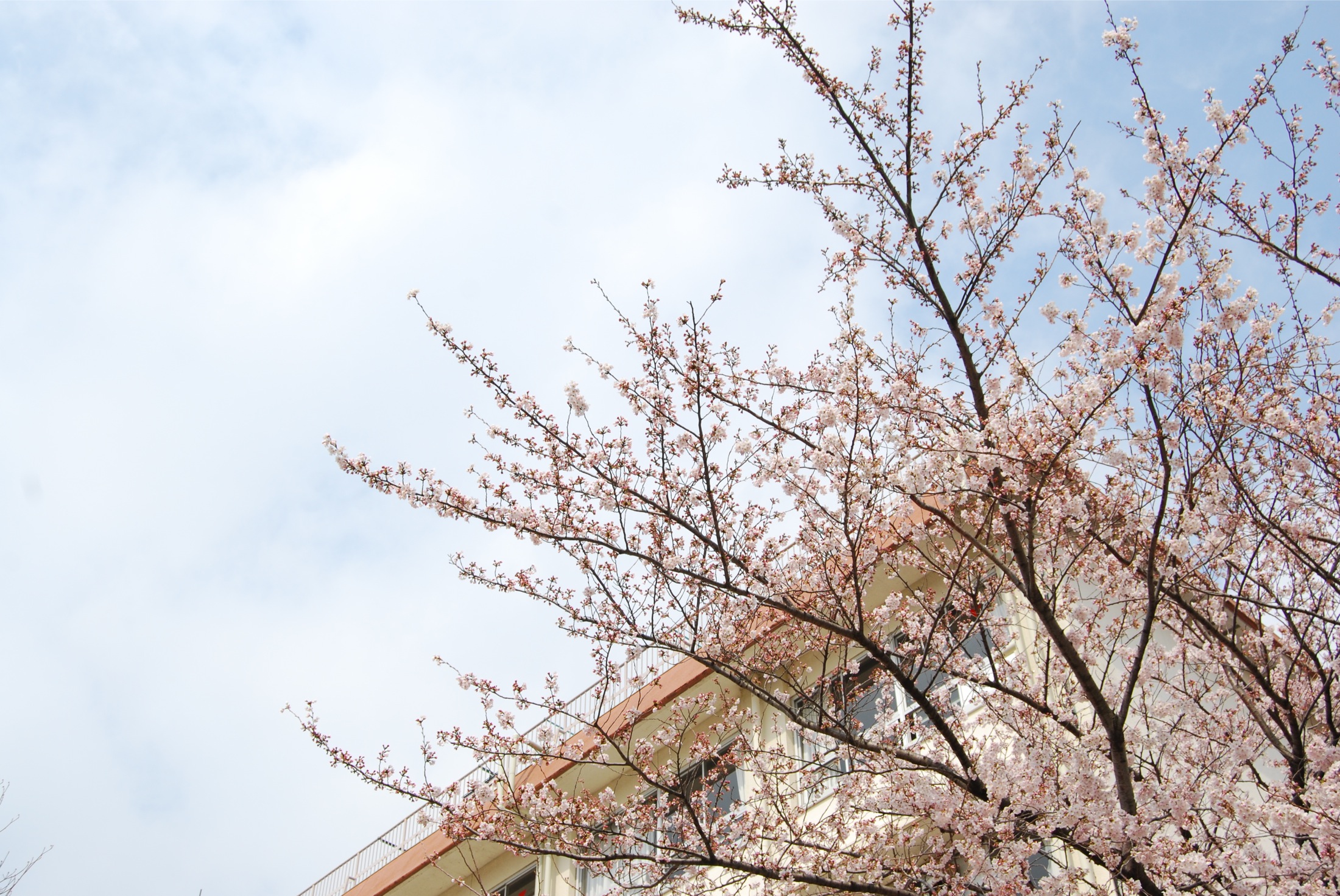 小学校