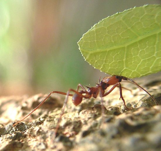 ハキリアリの行進3