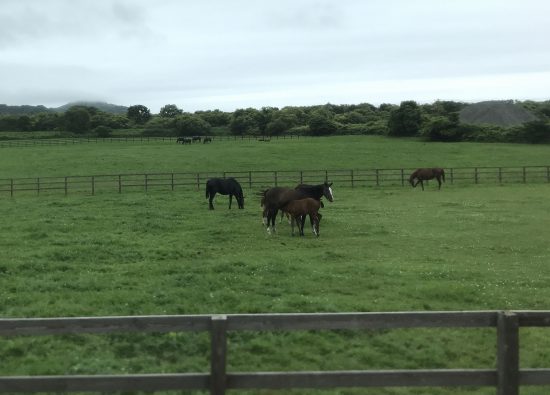 沿道には放牧中の競走馬が