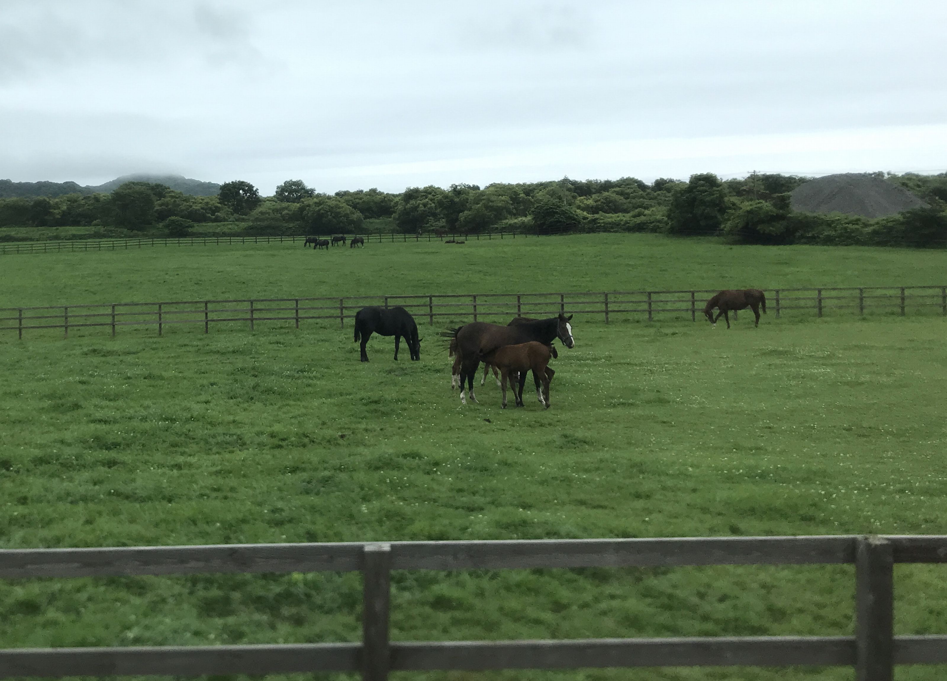 沿道には放牧中の競走馬が