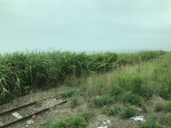 雑草に覆われている日高本線の線路