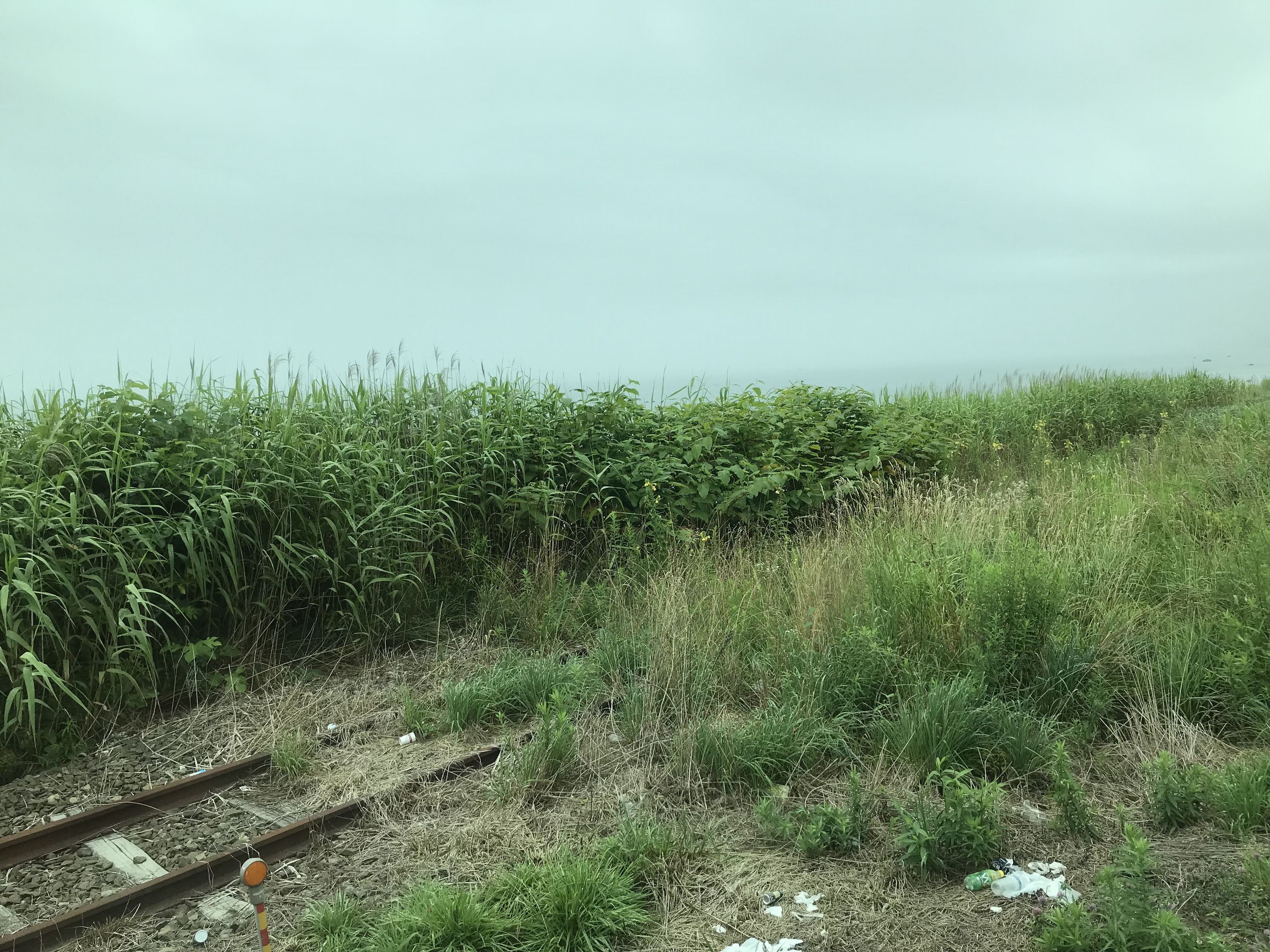 雑草に覆われている日高本線の線路