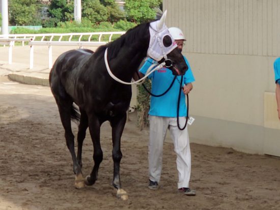 シンジュクホークの写真