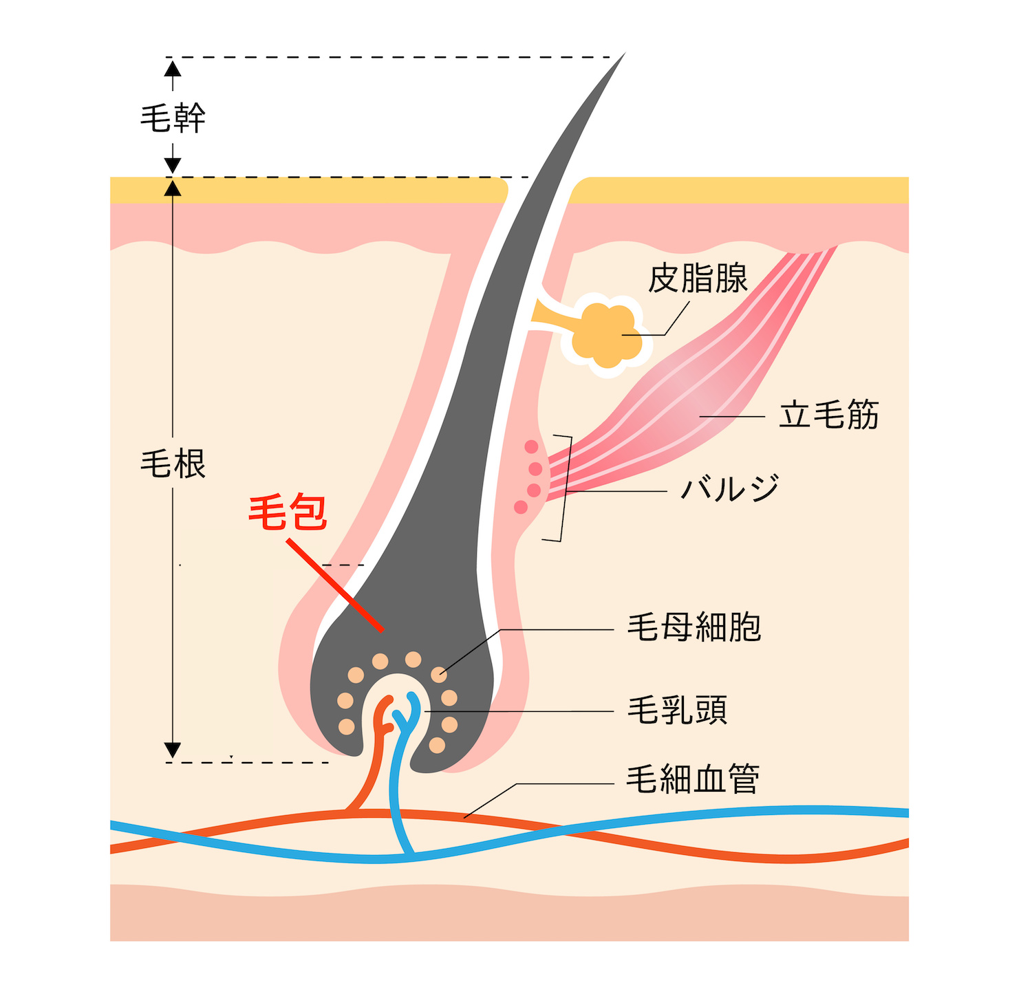 毛根　肌の断面図