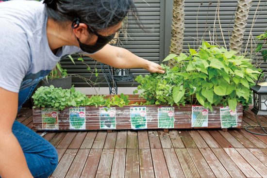 植物の種シリーズ