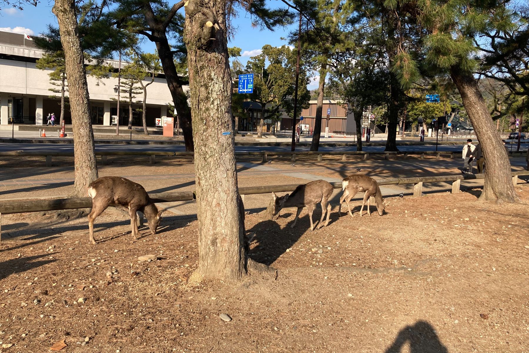 奈良公園