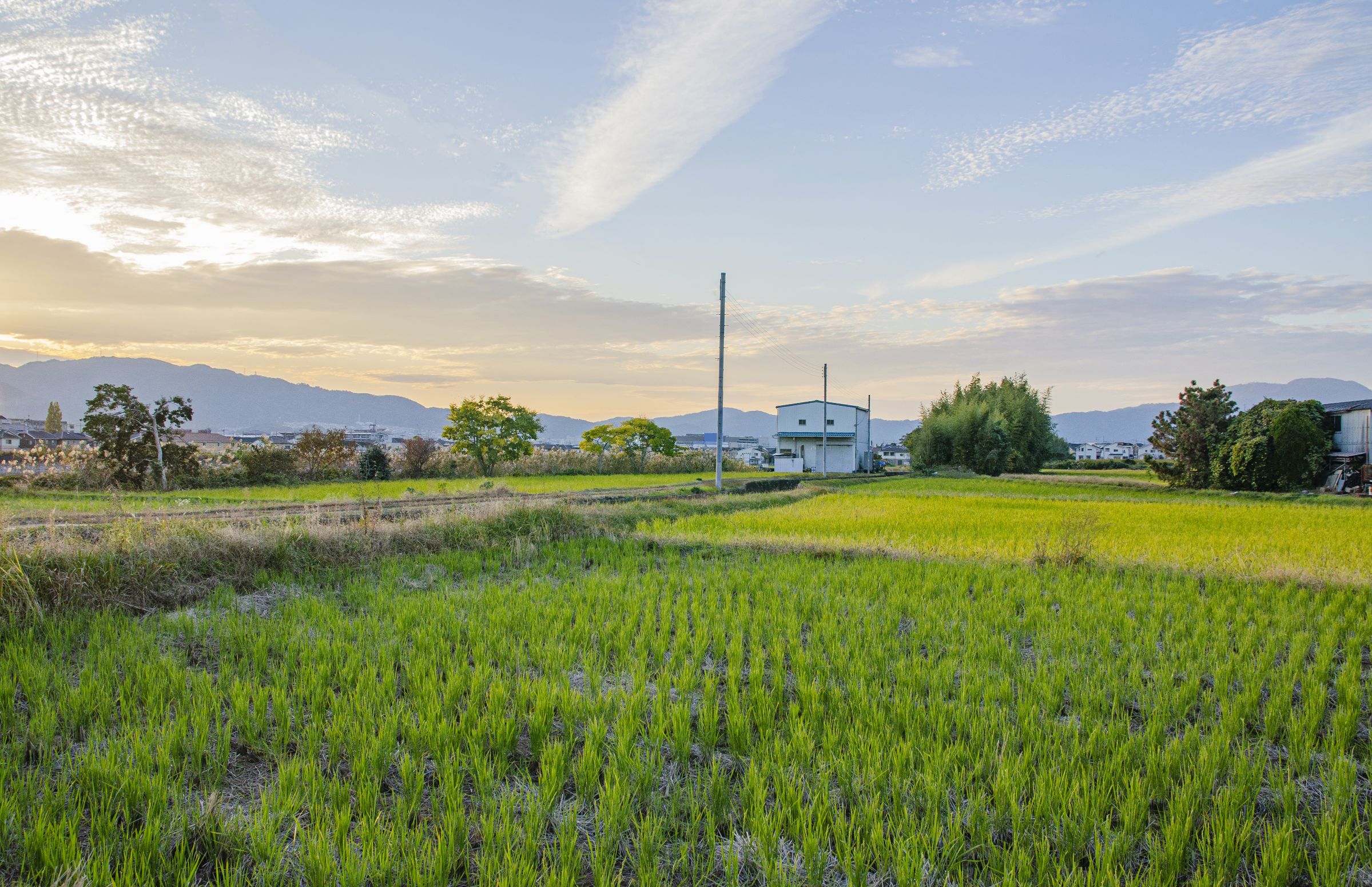 田舎