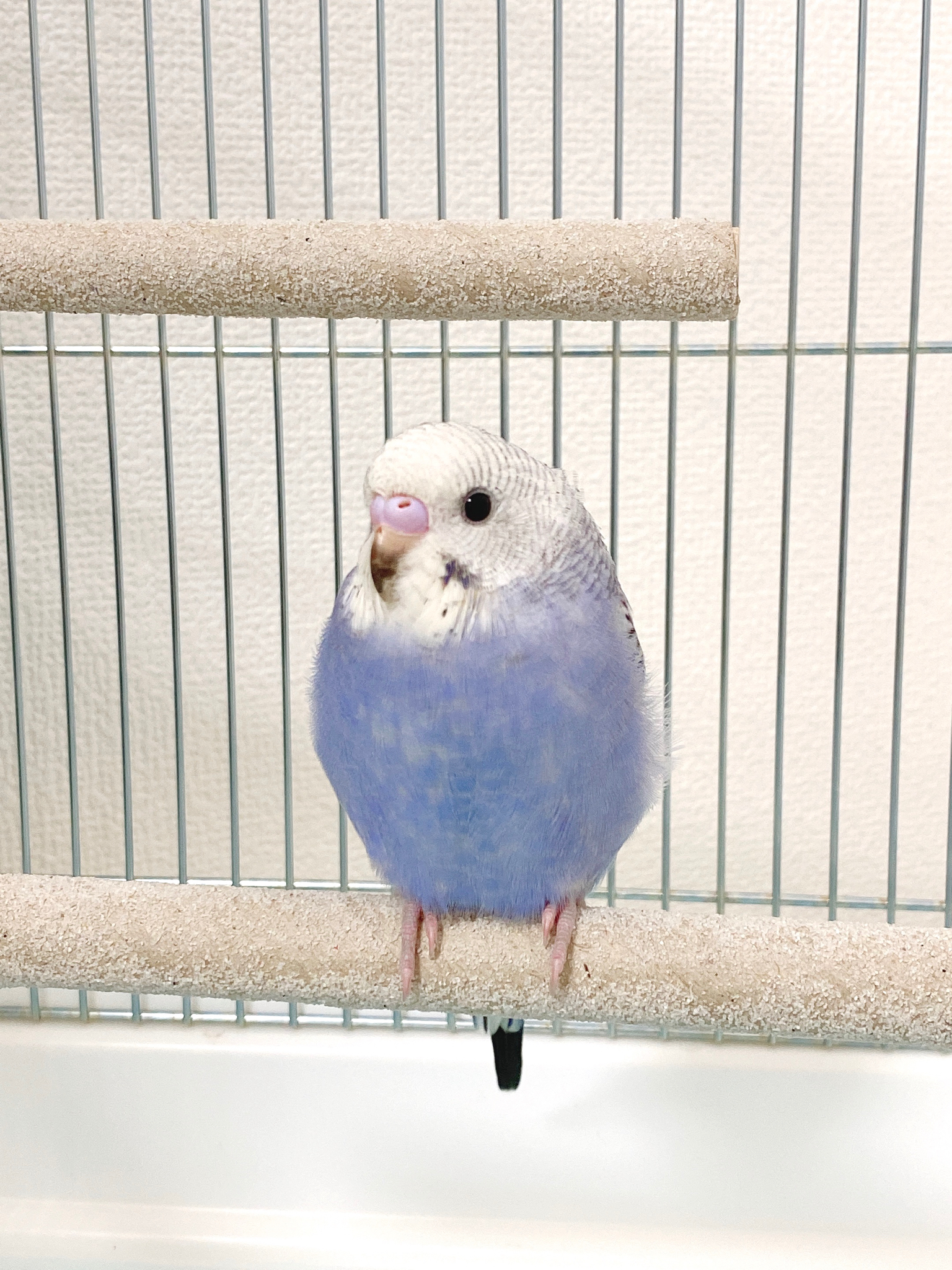 ペットののセキセイインコ・おもち