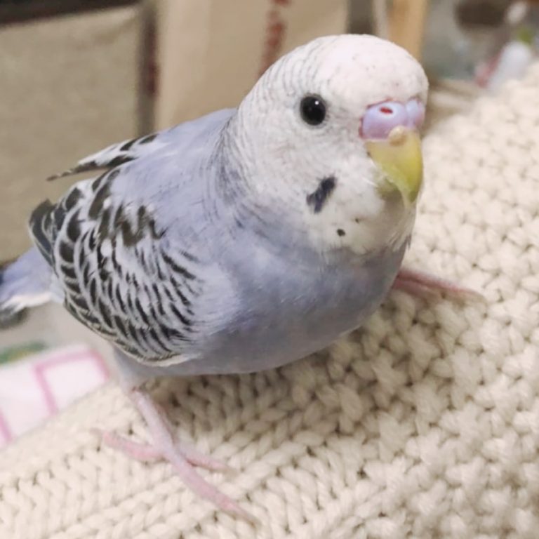 ペットののセキセイインコ・おもち