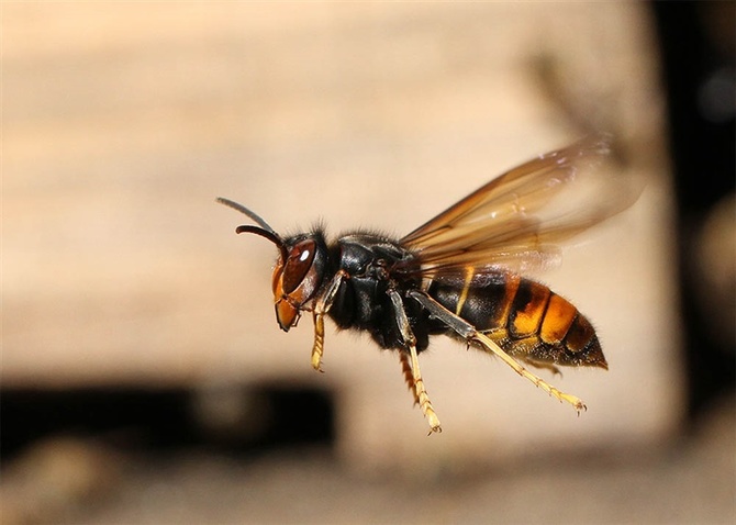 外来生物、ツマアカスズメバチ（画像：環境省）