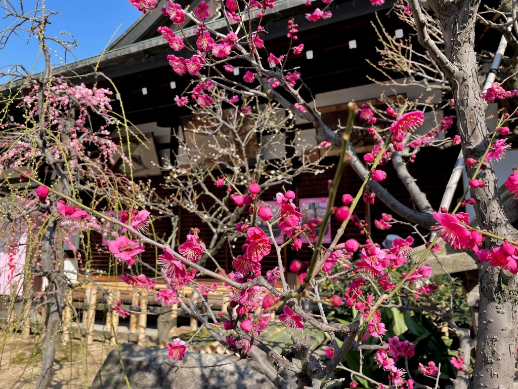 大阪天満宮では、梅が満開だった