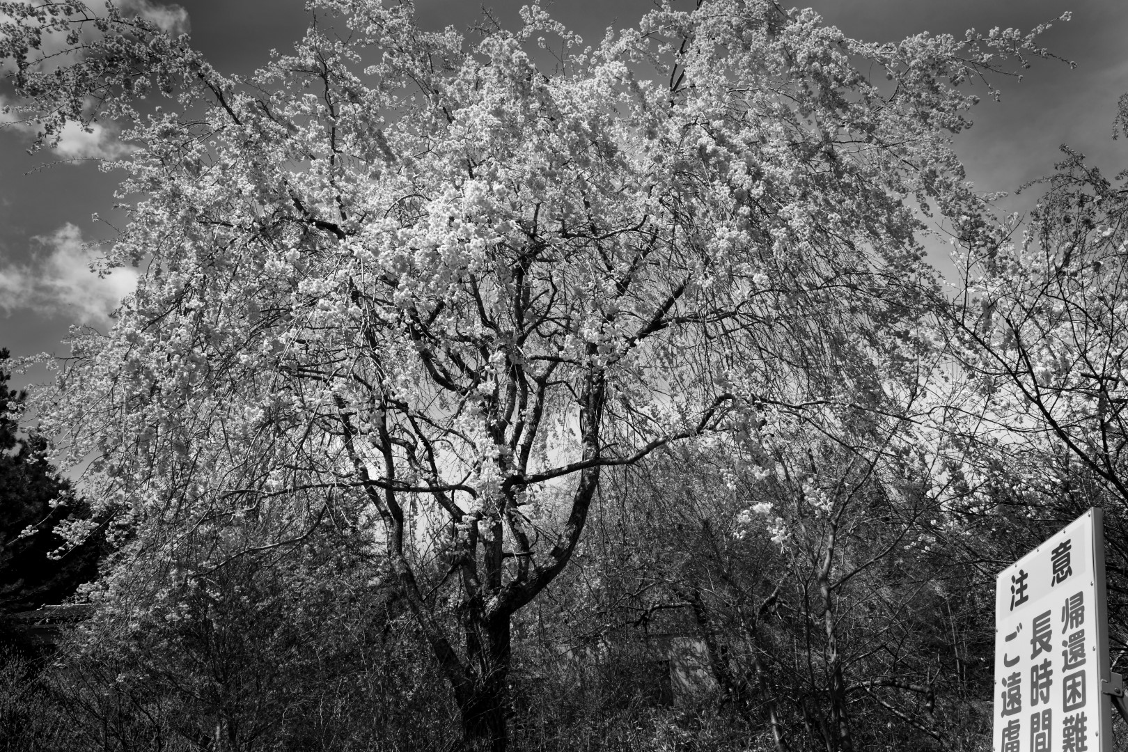 住民がいなくなっても毎年咲いていた、津島地区のしだれ桜