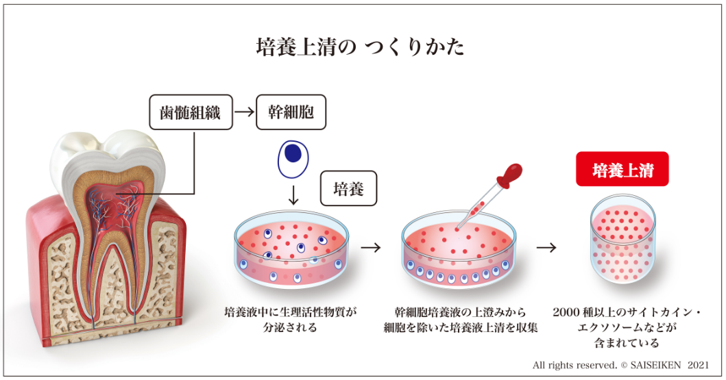 培養上清の作り方