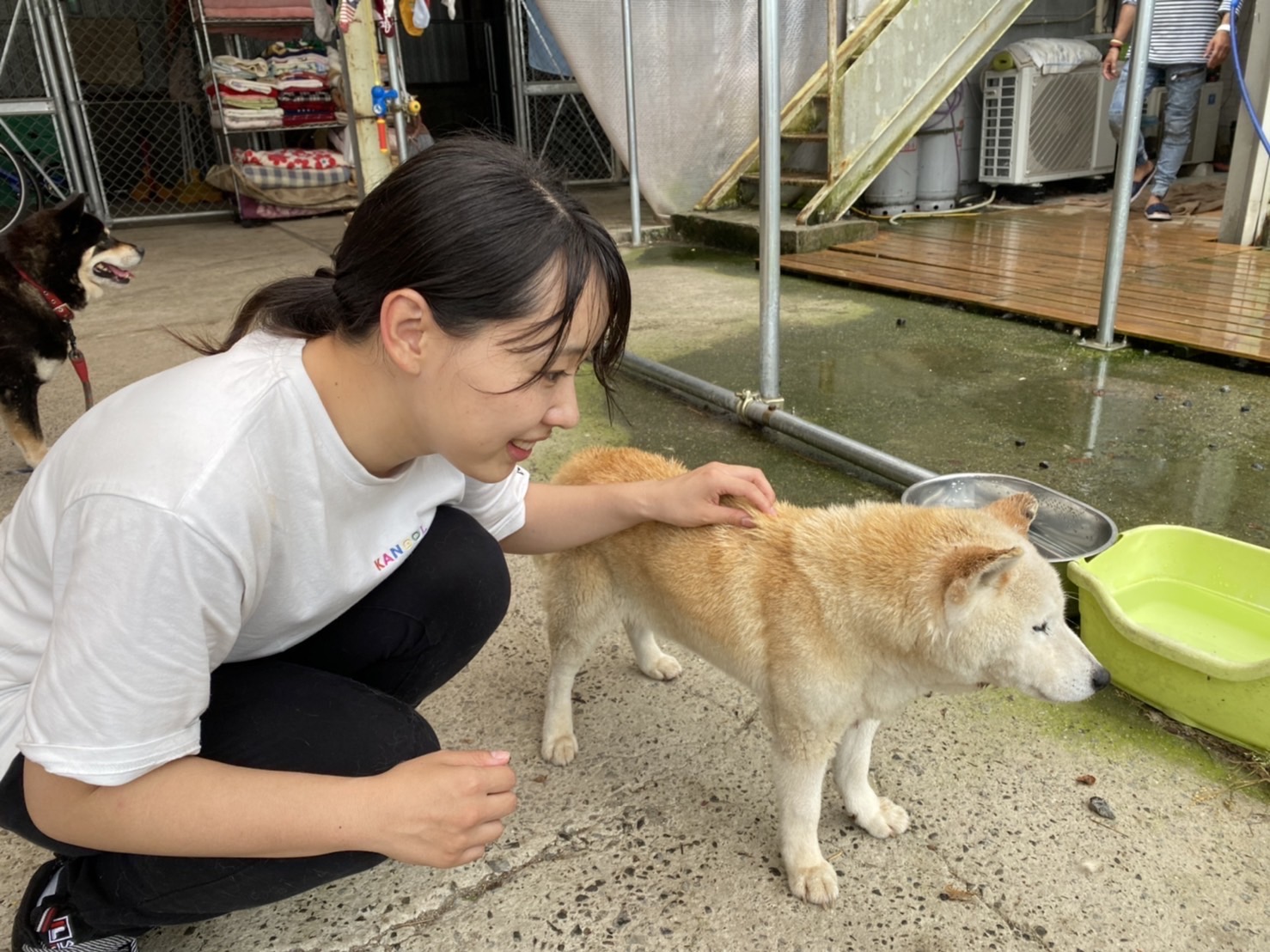 保護犬問題