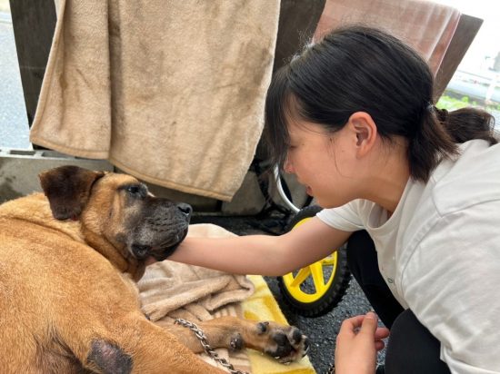 土佐犬