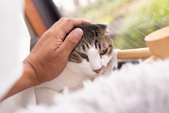 猫を撫でる　キジトラ白