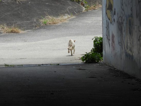 撤退する猫