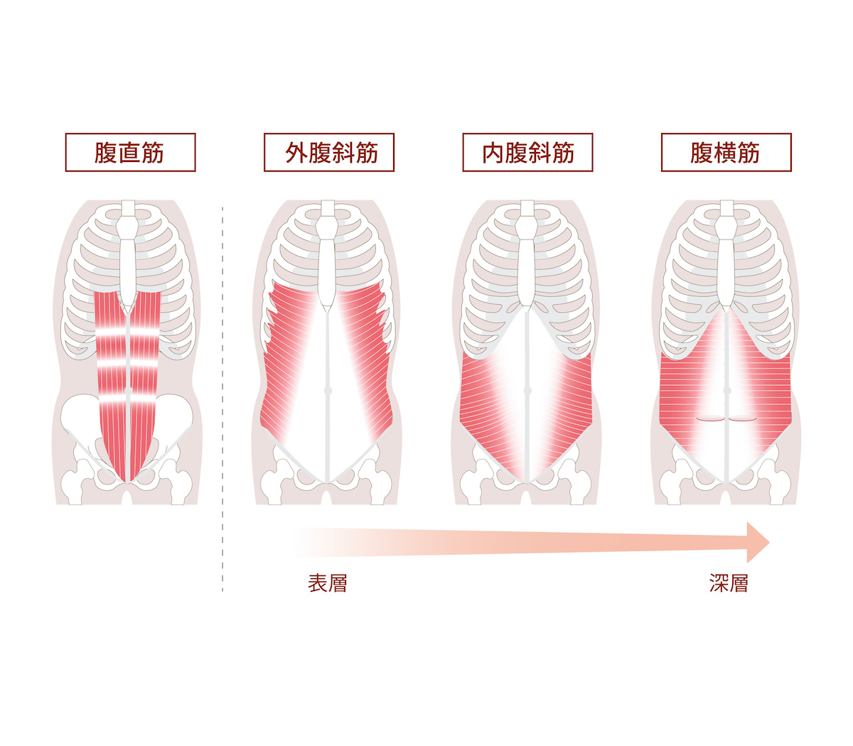 腹筋