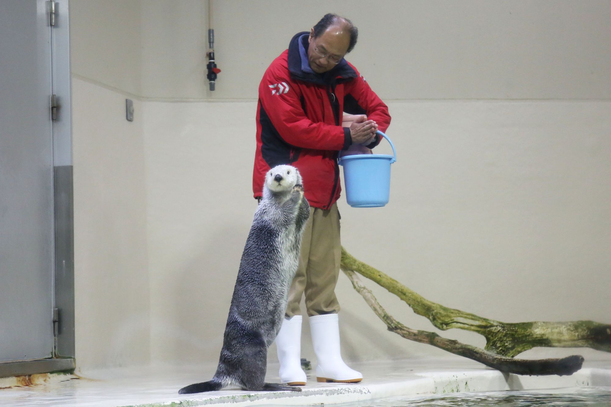 ［日本からラッコ絶滅］の危機を救え！