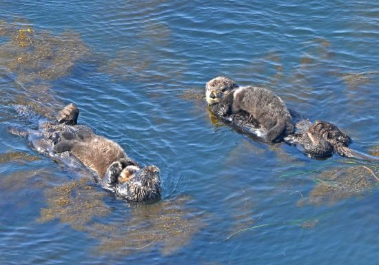 ［日本からラッコ絶滅］の危機を救え！