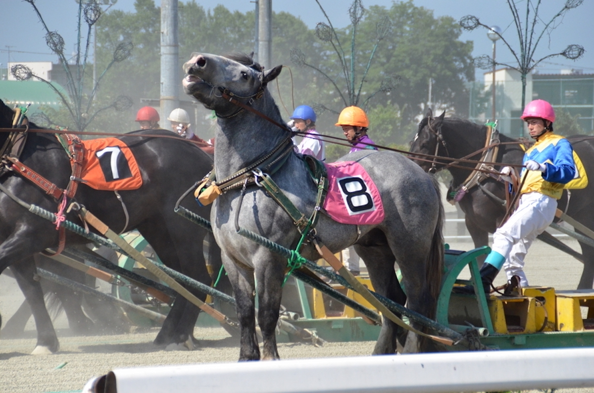 競馬