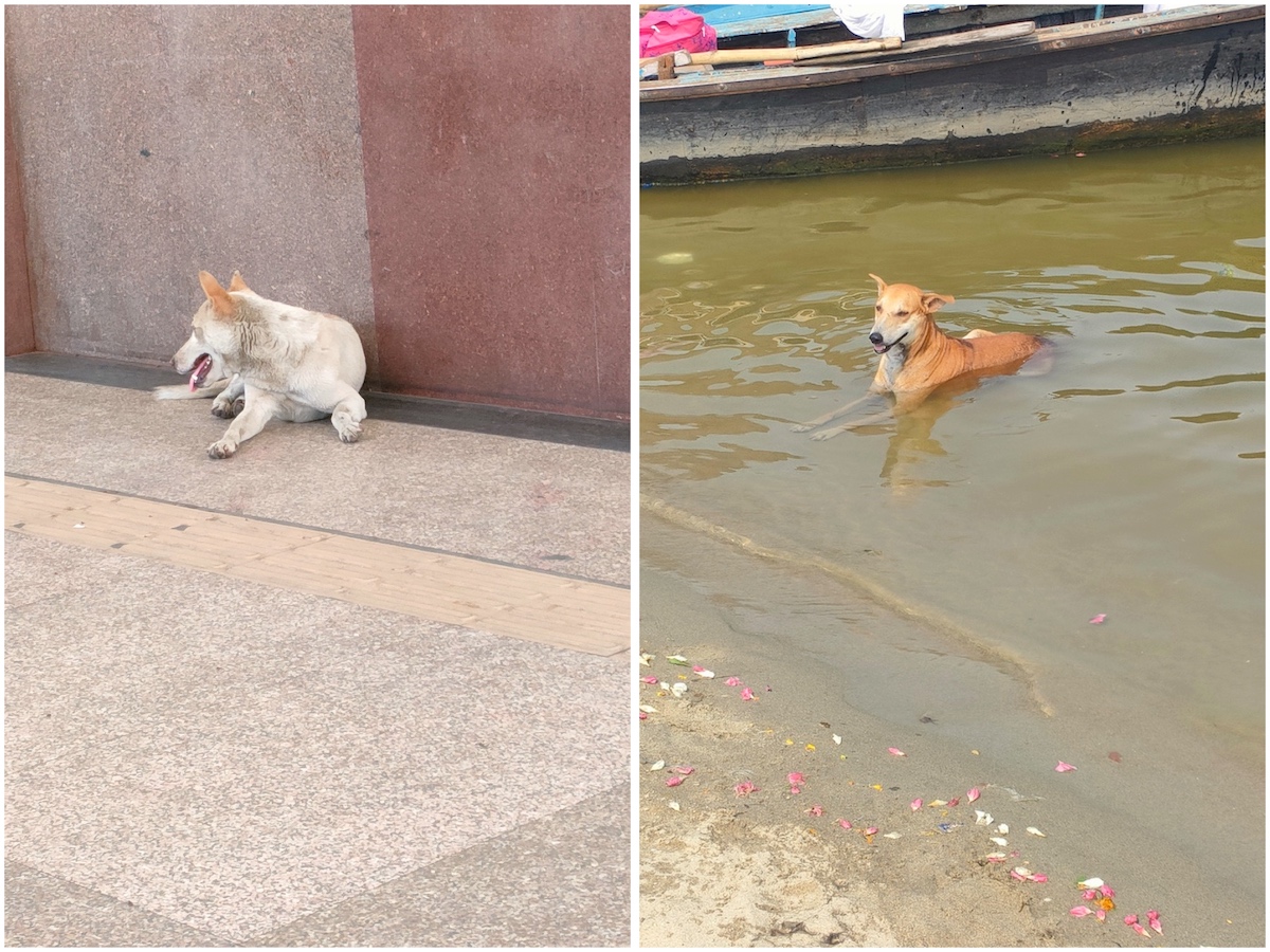 野良犬