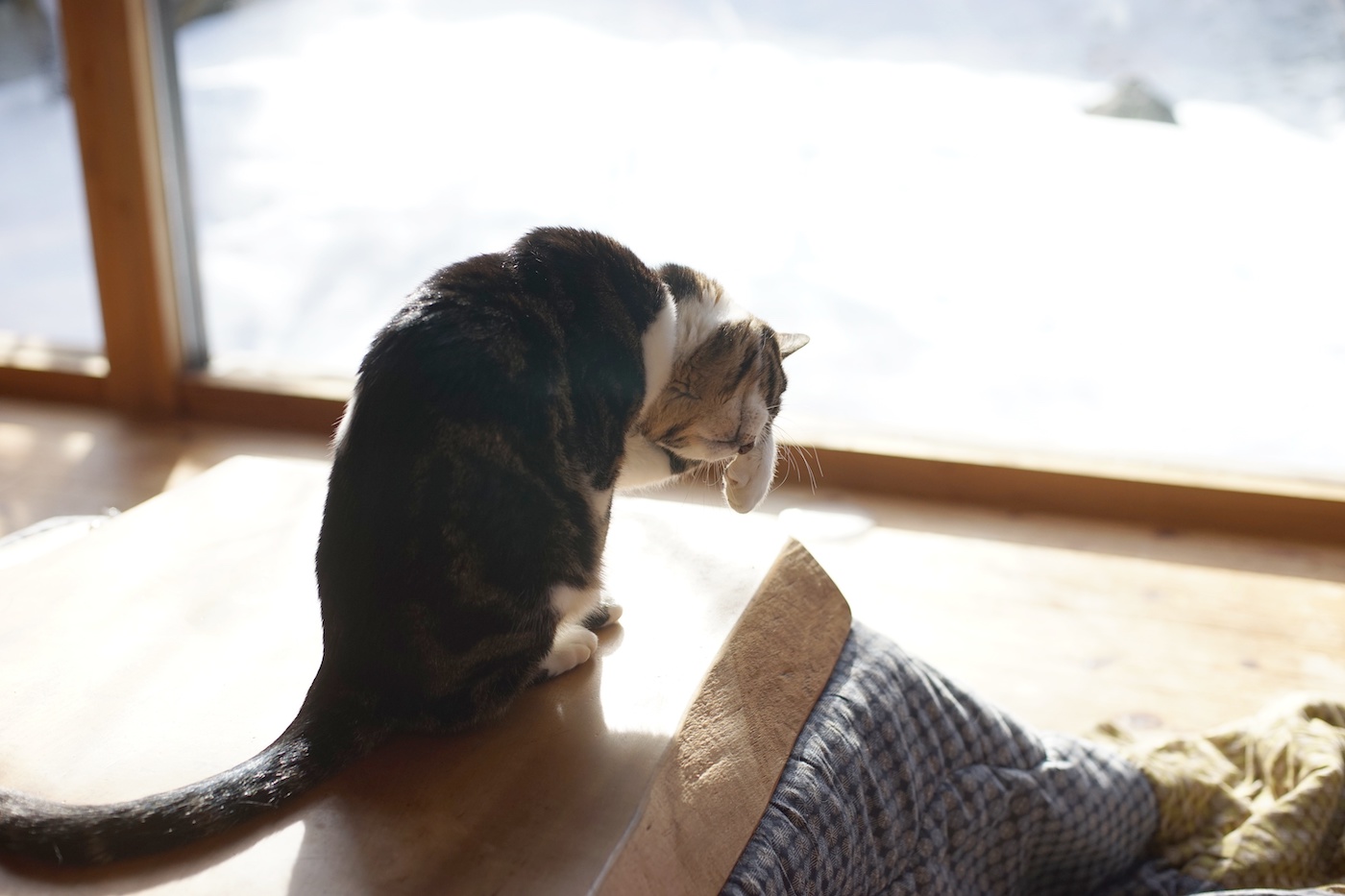 雪の降り積もった庭を背景に顔を洗う猫