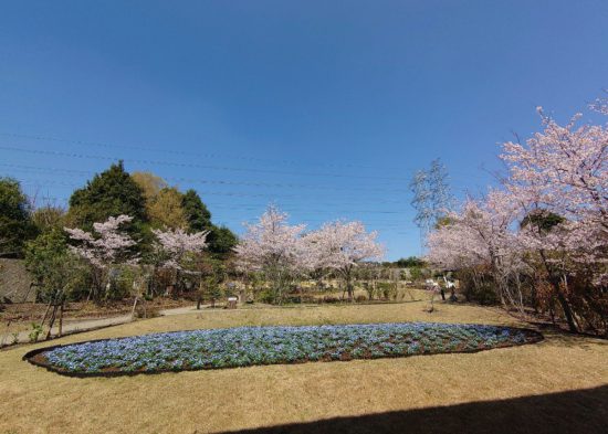 樹木葬墓地