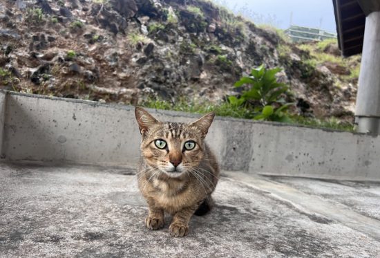 青ヶ島ちゃんねる