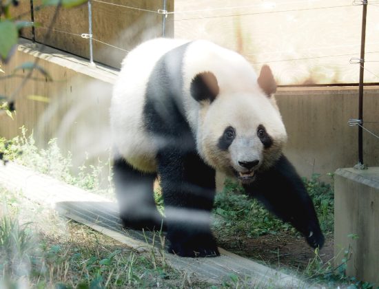 上野動物園　パンダ