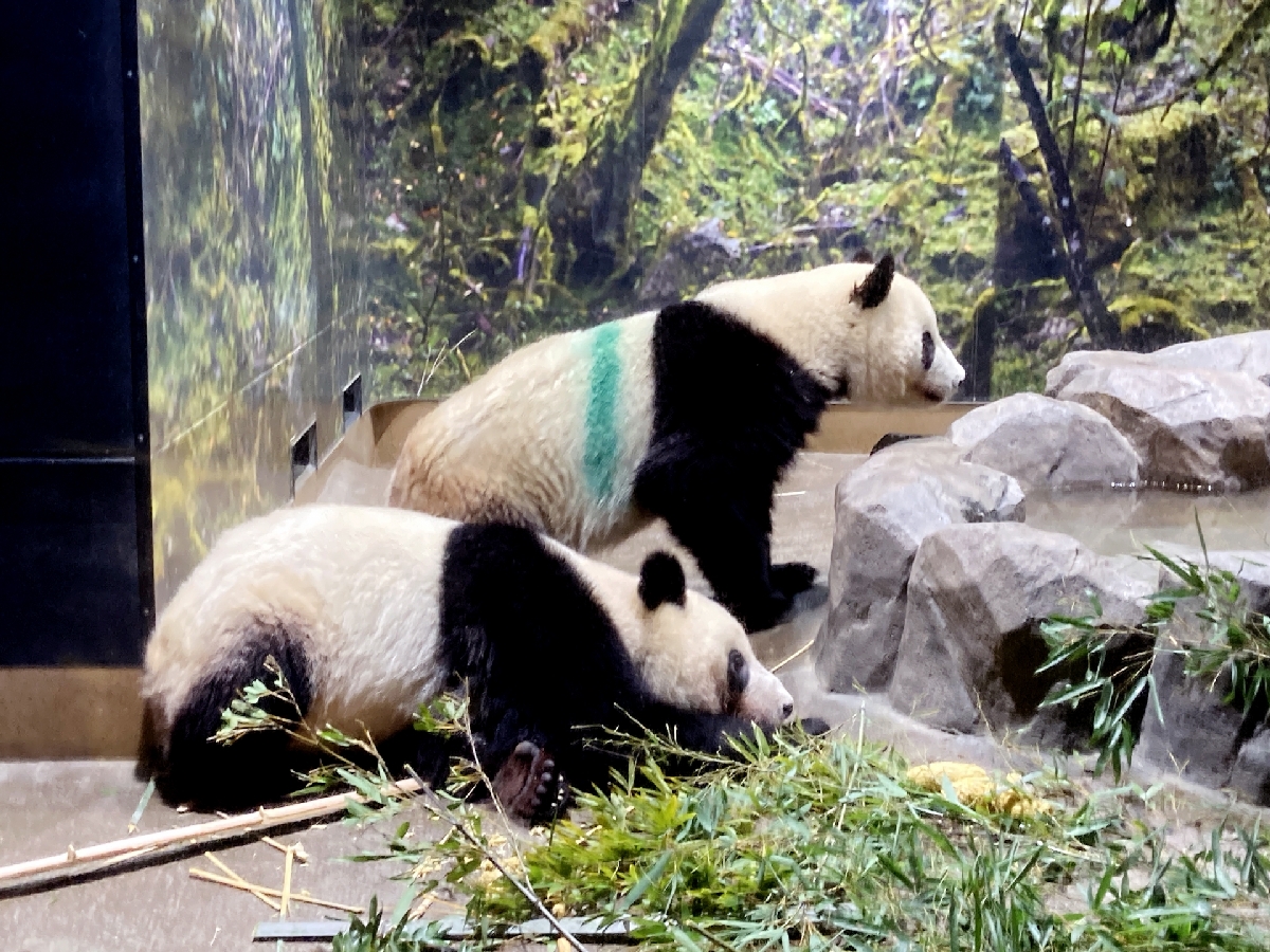 上野動物園　パンダ