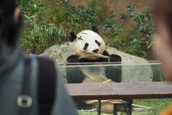 上野動物園　パンダ