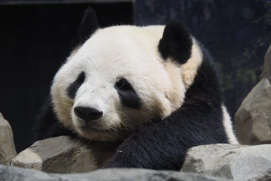 上野動物園　パンダ