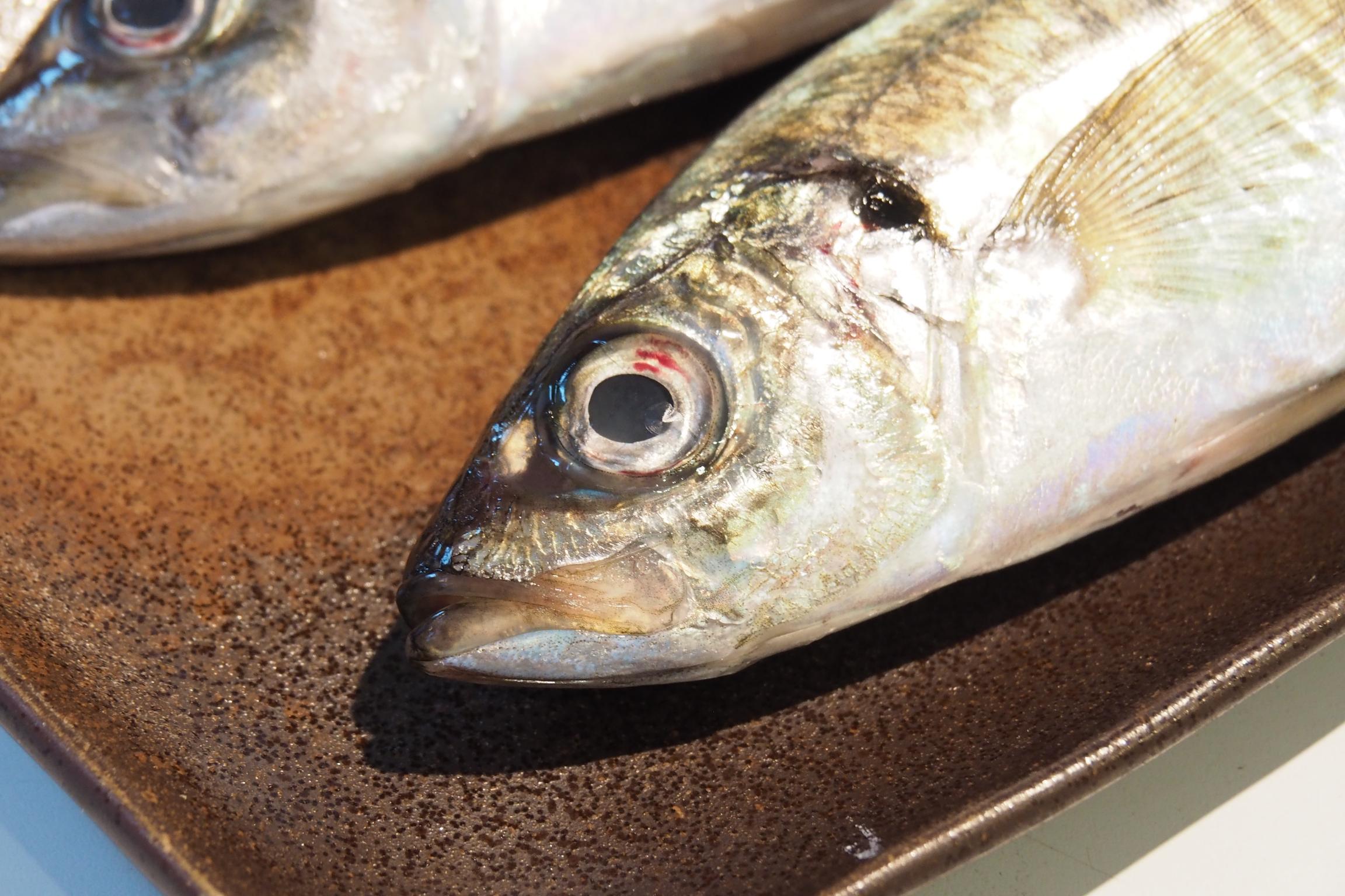 魚の見分け方